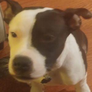 Meet your Posher, Adam